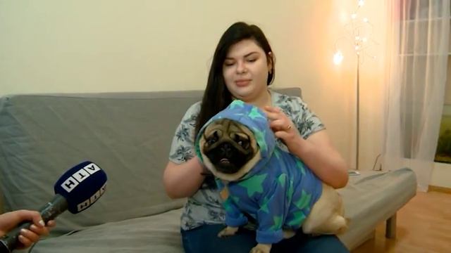 Туча мопсов! смотреть онлайн