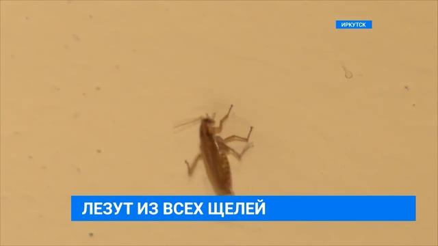 Война с тараканами смотреть онлайн