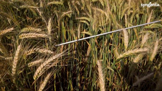 Фунгициды на озимом тритикале. Предуборочные результаты опыта ИЗР. Миравис Эйс. смотреть онлайн