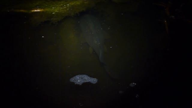 зеркальный карп плывёт смотреть онлайн