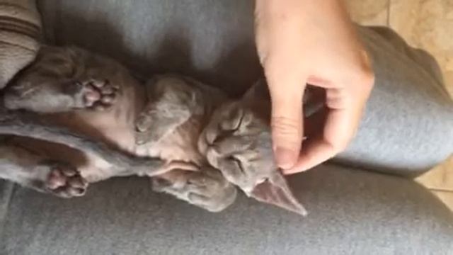 #девон-рекс #кошечки смотреть онлайн
