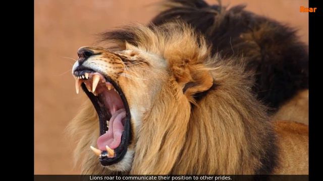 Lion facts | 20 True Fun Facts about Lions for Kids with Audio | Animal fact series | NoNaTV смотреть онлайн