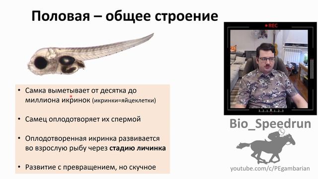 17. Рыбы часть II (Speedrun зоология 7 класс, ЕГЭ, ОГЭ 2021) смотреть онлайн