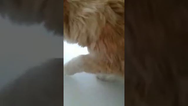 Первое видео про кота ! Кот боится камеры!!! смотреть онлайн