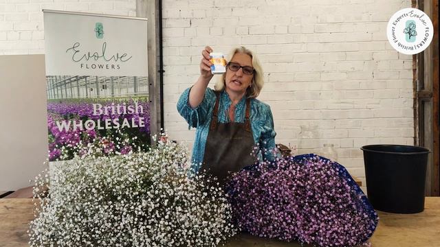 Product Focus: Gypsophila смотреть онлайн
