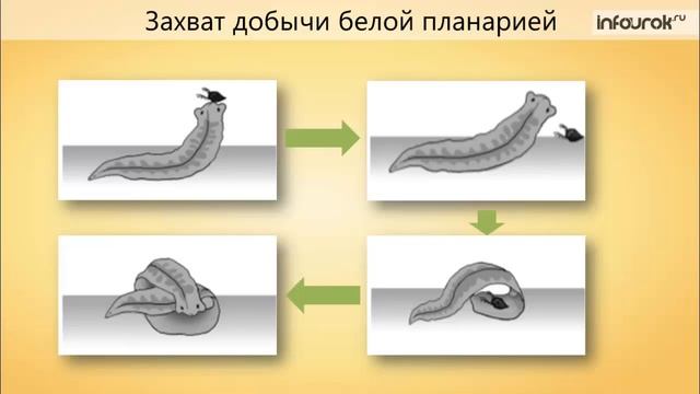 Плоские черви  Ресничные черви