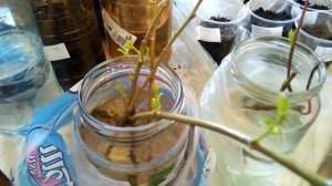 Как самому просто сделать натуральный укоренитель из черенков ивы