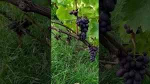 виноград к-м Яся!