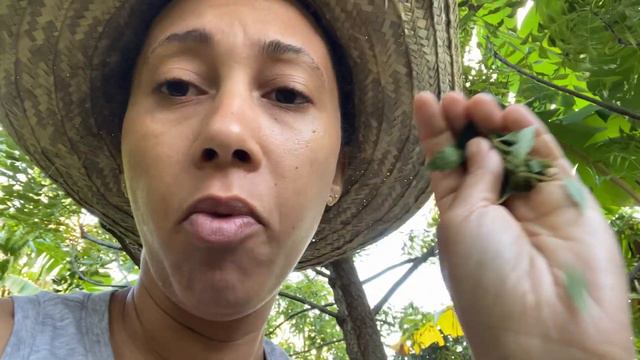 🌱Plantes médicinales /Jour 25: le neem смотреть онлайн