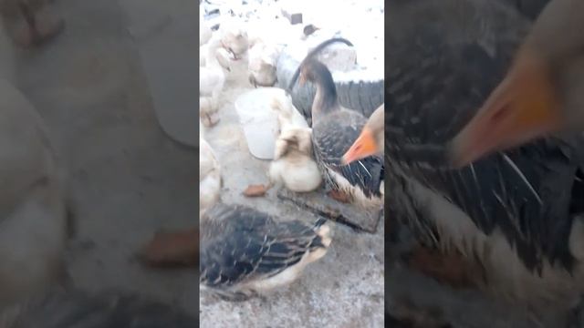 просто сердце не на месте ❤ смотреть онлайн