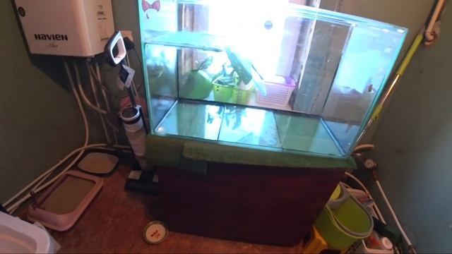 Меняю воду в аквариуме у Красноухих черепах. Чем кормим Красноухих черепах смотреть онлайн