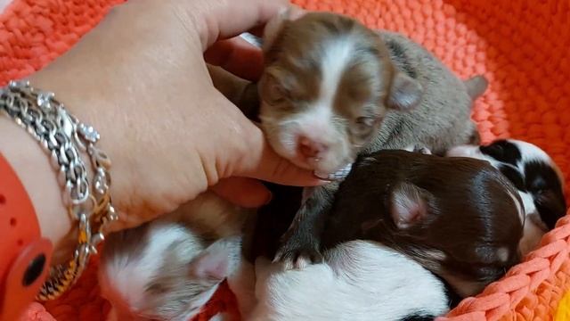 +79787458062 щенкам чихуахуа 12 дней питомник Кастропуло Крым купить/ продажа смотреть онлайн