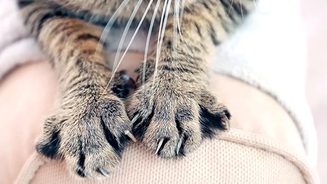 ? ИНТЕРЕСНЫЕ ФАКТЫ О КОШКАХ - ПОЧЕМУ КОТЫ ПЬЮТ ВОДУ ИЗ-ПОД КРАНА И ДРУГИЕ ПРИВЫЧКИ ? смотреть онлайн