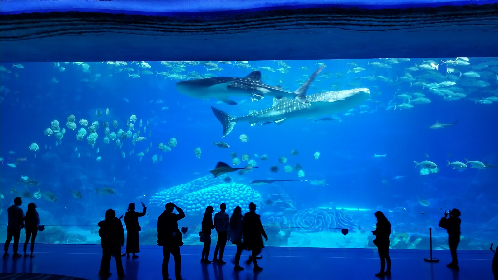 Самый большой океанариум Chimelong Ocean Kingdom. смотреть онлайн