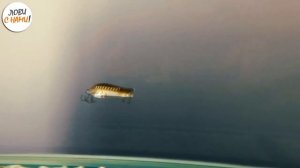 САМЫЕ УЛОВИСТЫЕ цвета блесны КОЛЕБАЛКИ на щуку под ультрафиолетом