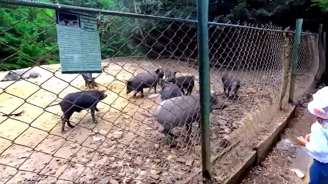 Карпаты. Яремче. Вся правда о раскрученном месте смотреть онлайн