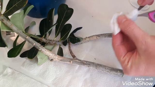 АДЕНИУМ ОТ ОБРЕЗКИ ДО ЦВЕТЕНИЯ!  ВСЕ СТАДИИ ФОРМИРОВАНИЯ.