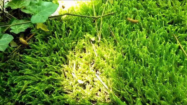 Воды Хаста Баш смотреть онлайн