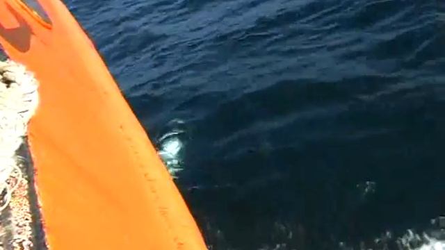 Дельфин альбинос.avi смотреть онлайн