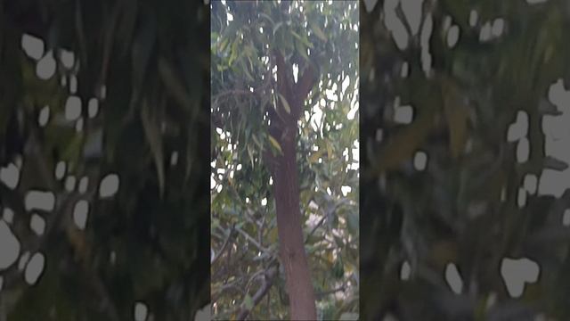 Shade providing tree,Acacia auriculiformis,auri, earleaf acacia,earpod wattle смотреть онлайн