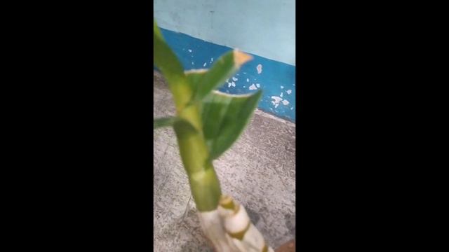 Update on Dendrobium: After a month, with new spike | Jen's Mini Garden (Neth's Nest) смотреть онлайн