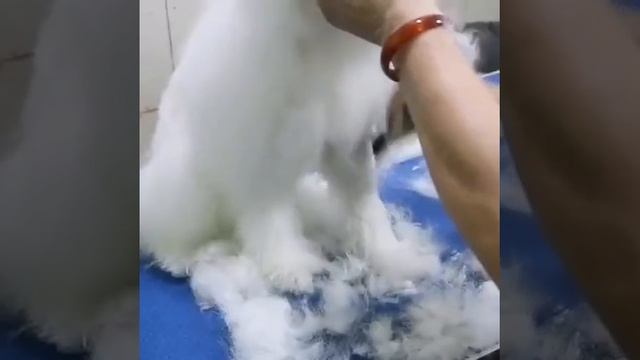 Electric Pet Clipper Dog Hair Clipper For Dogs Reachageable Trimmer Haircut Cat Hair смотреть онлайн