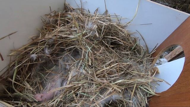 Разведение кроликов зимой. смотреть онлайн