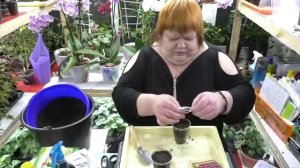 посев лобелии двумя способами