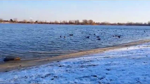 #моцарт #snow #Залив #Собачье устье #Река #Днепр #River #утки #birds #nature смотреть онлайн