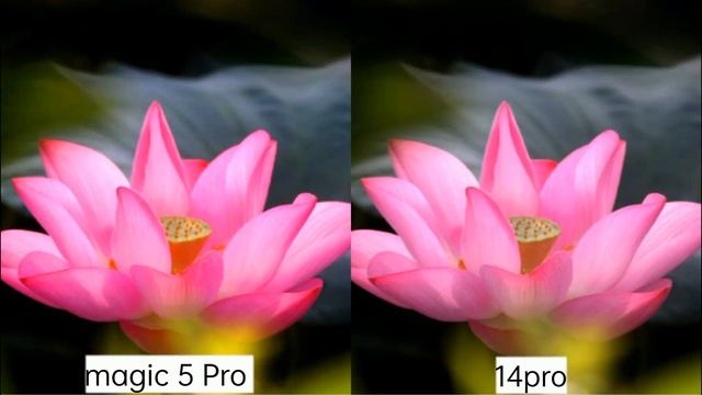 Honor Magic 5 Pro Vs Iphone 14 Pro Max Camera Test