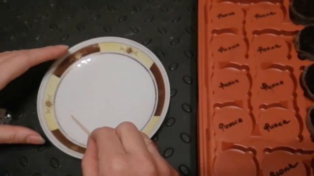 Сезон 2021 г. Посев бегонии Фанки, Викинг, Санта Барбара, Квин, Фиона. смотреть онлайн