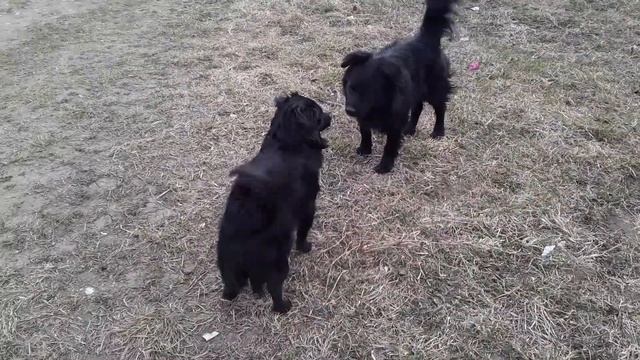 СОБАКИ-БЛИЗНЕЦЫ|ТОША ВСТРЕТИЛ СВОЕГО ДВОЙНИКА! смотреть онлайн