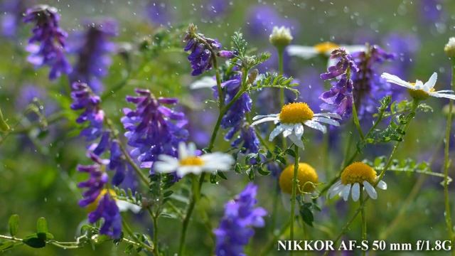 Я СНИМАЮ НА Nikon D7100 (Никон Д7100) смотреть онлайн