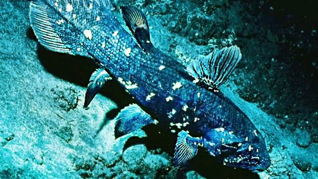 Новости. Кистепёрые выходят из воды смотреть онлайн