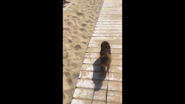 Чихуахуа бежит на море смотреть онлайн