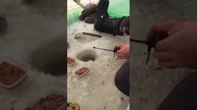 Рыбалка в ХМАО. За 1 минуту 2 шт. Но рекорд 7. смотреть онлайн