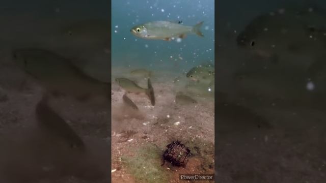 Как работает Фидер( Патерностер) под водой смотреть онлайн