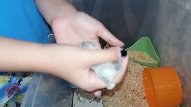 Vlog: Дейзи самый милый хомяк в мире./Как выманить хомяка из домика. смотреть онлайн