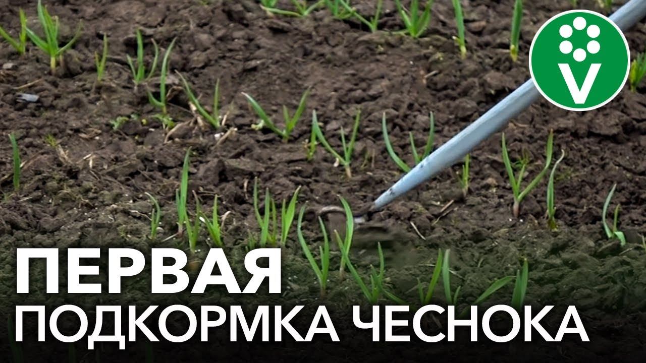 ПОДКОРМИТЕ ЧЕСНОК ТАК ВЕСНОЙ и он вырастет крупным, здоровым, устойчивым к болезням и вредителям!