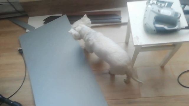 Ламинат в жилой и тесной комнате, укладка по деревянном полу с ДВП.Главное это -правильные замки смотреть онлайн