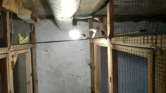 Краткий обзор пар какариков, карелов, птенцов. смотреть онлайн