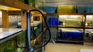 Аквариумная разводня в Литве. Шикарные аквариумные рыбки