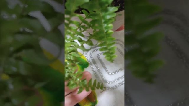 нефролепис. Чудо растение? (папоротник домашний) смотреть онлайн