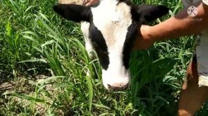 Как мы привязываем телят и коров, на лугу и в коровнике.