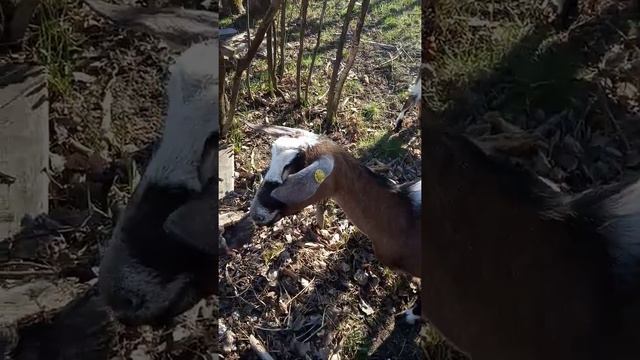 Нубийские процентные козы смотреть онлайн