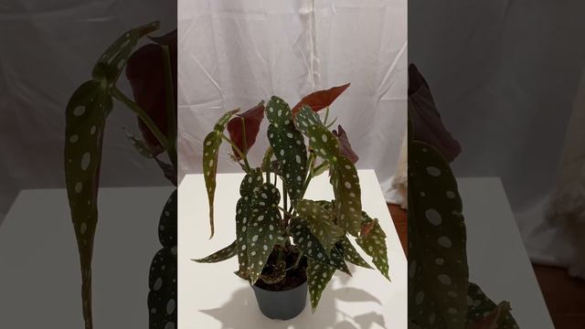 🟢BEGONIA MACULATA//ALA DE ÁNGEL// CUIDADOS//REPRODUCCIÓN//CONSEJOS 👨🌾✅ #begonia @jesusgarden612 смотреть онлайн