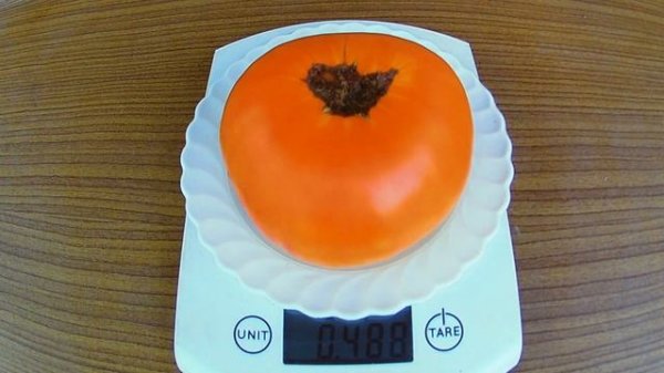 Cero Blackburn. Томат - Серо Блэкберн