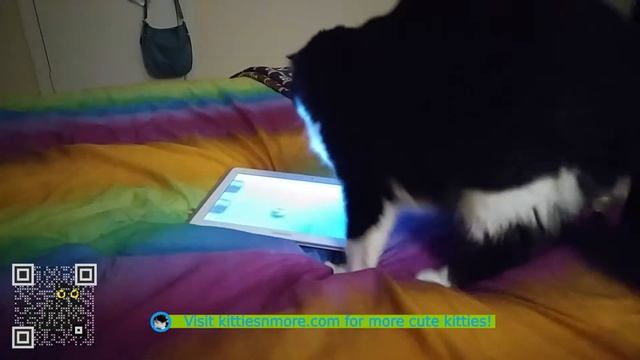 Kitty Catches Tablet смотреть онлайн