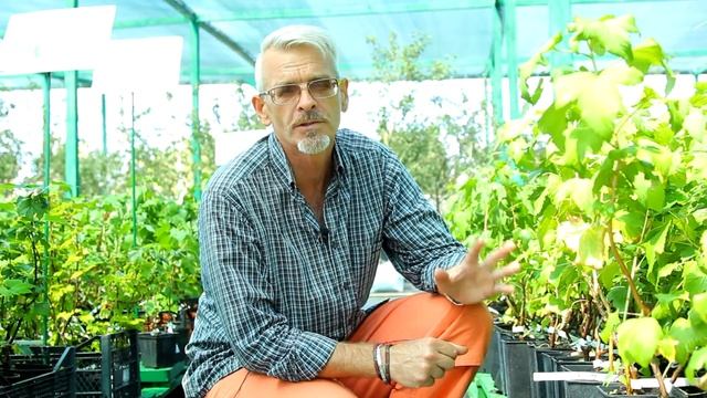 Ваш сад №8 - Работы в августе смотреть онлайн