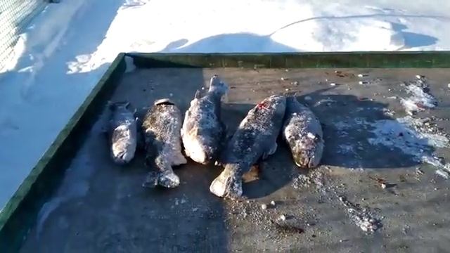 10.03.21 рыбалка Гарантия смотреть онлайн